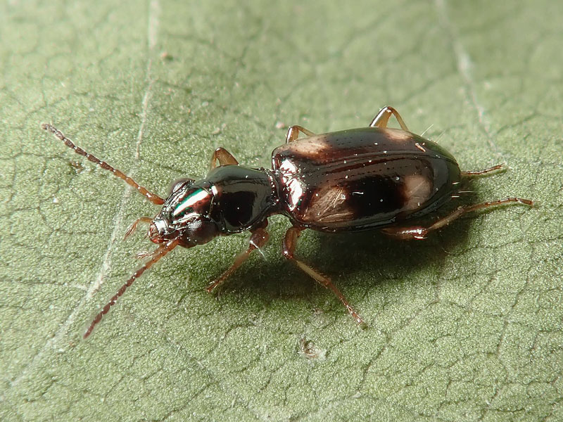 Carabidae: Bembidion quadrimaculatum ?  S !